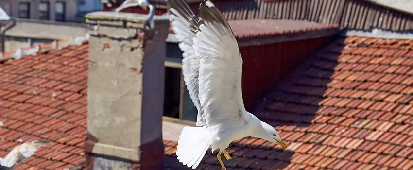 Residential Chimney Animal Removal Solution in Draper, UT